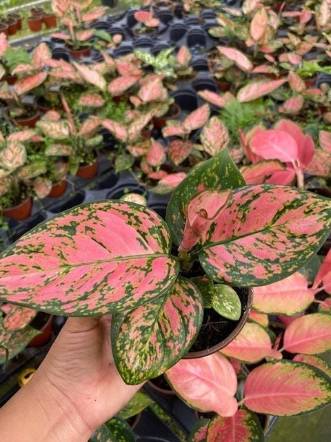 4" Aglaonema Lady Valentine